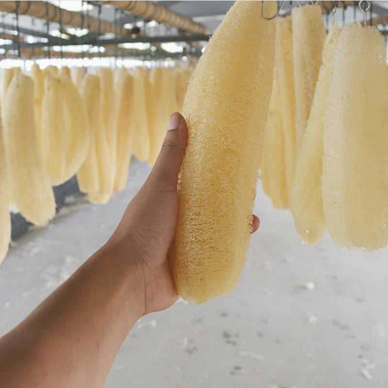PureLufa Natural Loofah Sponge — Biodegradable Exfoliating Scrubber for Shower & Kitchen