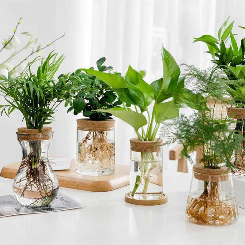 CrystalGrow Mini Hydroponic Terrarium – Transparent Soilless Plant Vase