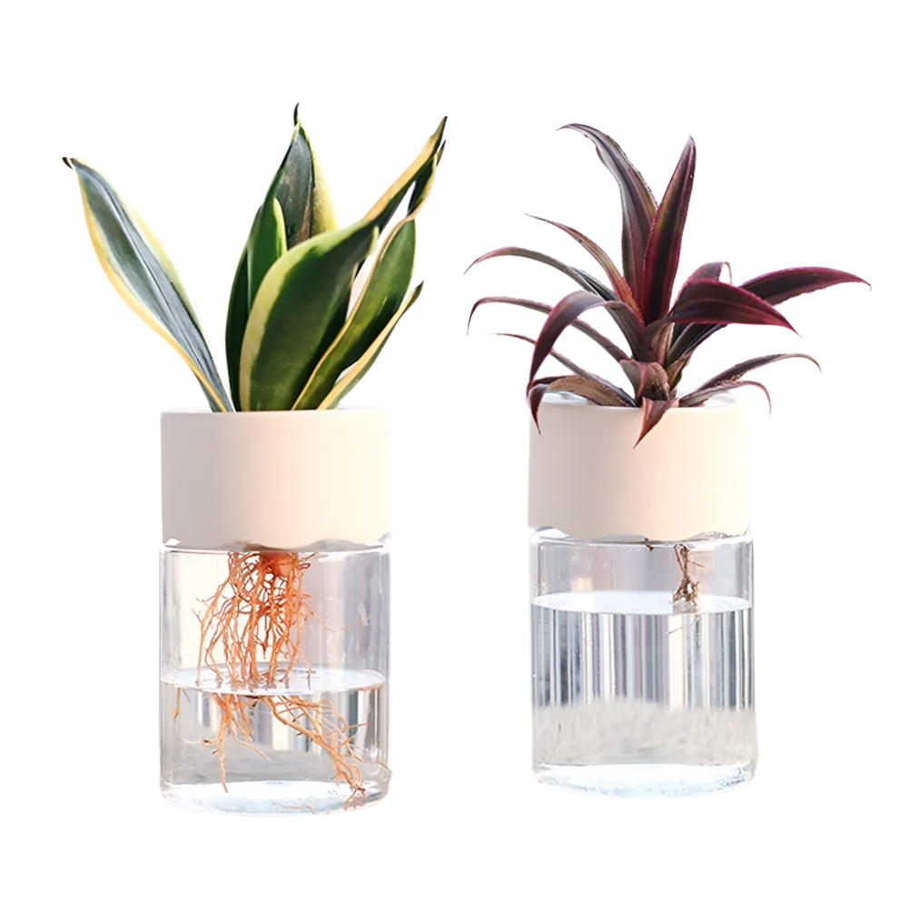 Transparent Hydroponic Vase Decor