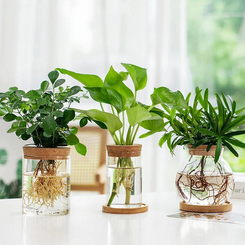 CrystalGrow Mini Hydroponic Terrarium – Transparent Soilless Plant Vase