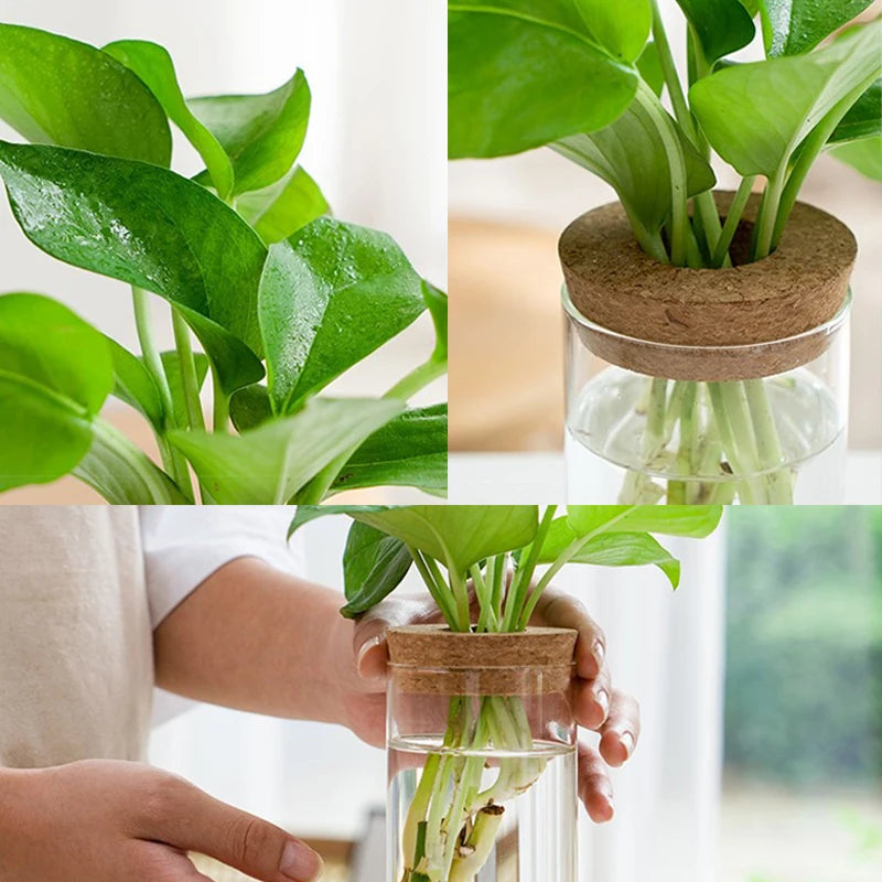 CrystalGrow Mini Hydroponic Terrarium – Transparent Soilless Plant Vase
