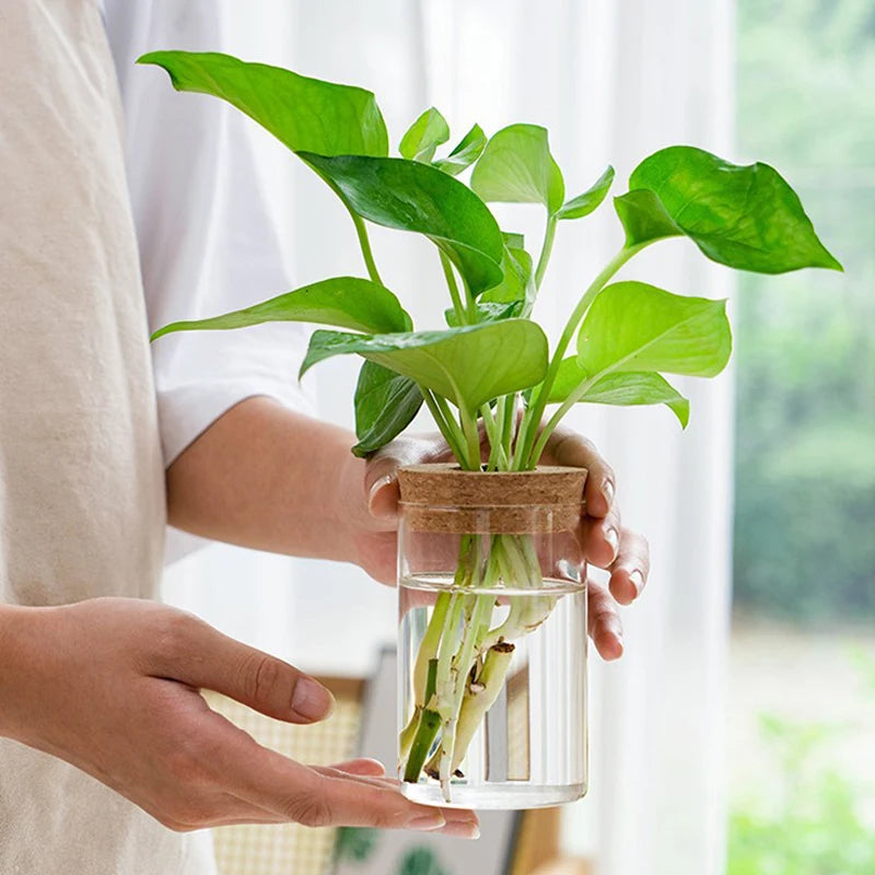 CrystalGrow Mini Hydroponic Terrarium – Transparent Soilless Plant Vase